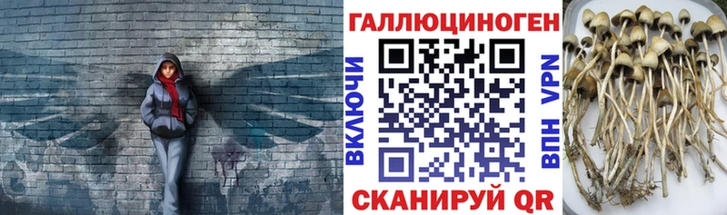 купить наркотики цена  Пошехонье  Псилоцибиновые грибы Psilocybine cubensis 